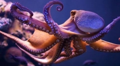 Octopus